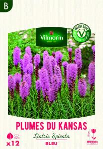 Liatris Spicata Bleue (x12)